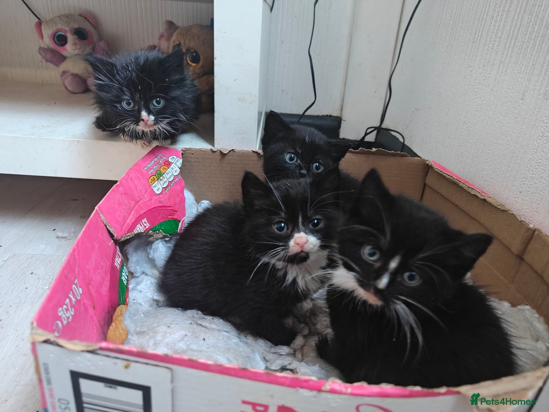 Domestic Shorthair cats for sale: 4 domestic kittens - Image 3