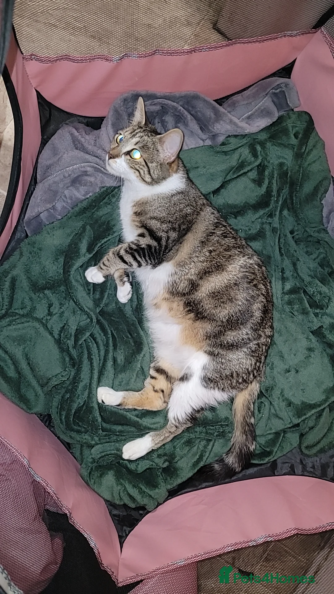 Mixed Breed cats for sale: Beautiful mixed boy kittens in Llanelli - Advert 6