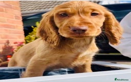 Cocker Spaniel dogs for sale: 1 Simply gorgeous Male Cocker Spaniel left 🐶⭐️🐶 - Image 10