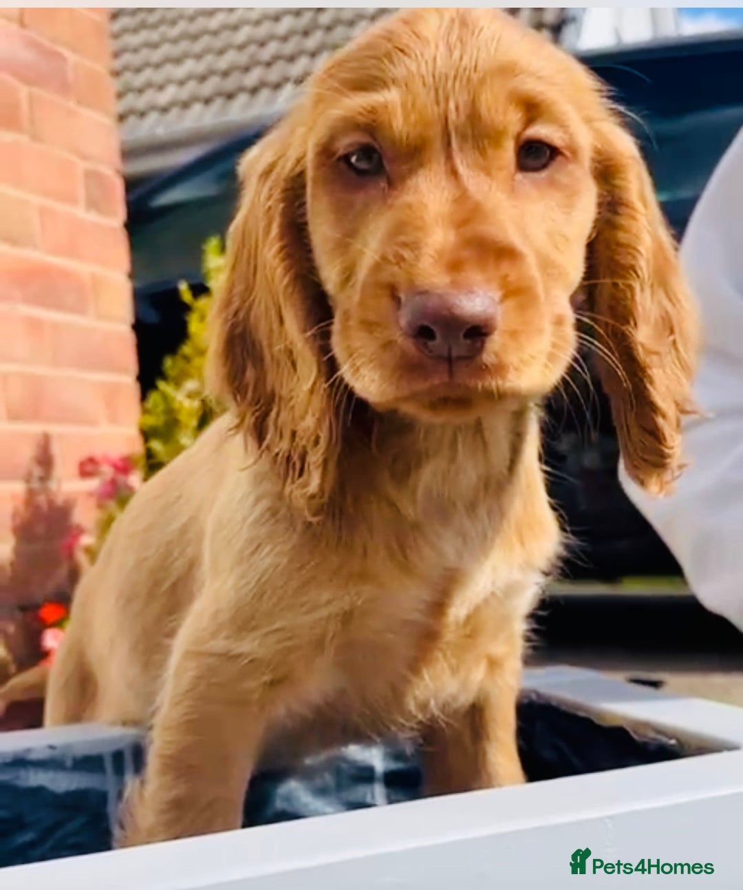 Cocker Spaniel dogs for sale: 1 Simply gorgeous Male Cocker Spaniel left 🐶⭐️🐶 - Image 10
