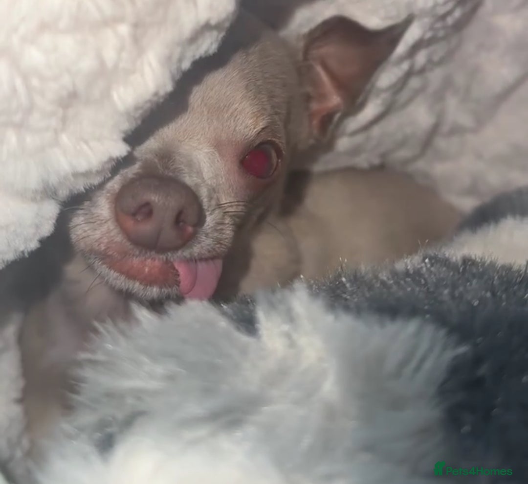 Chihuahua dogs for sale: Lilac  **  chihuahuas  - Advert 11