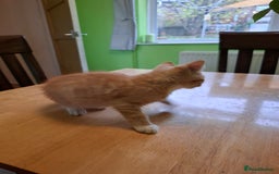 Mixed Breed cats for sale: 9 week old kittens available  - Image 25