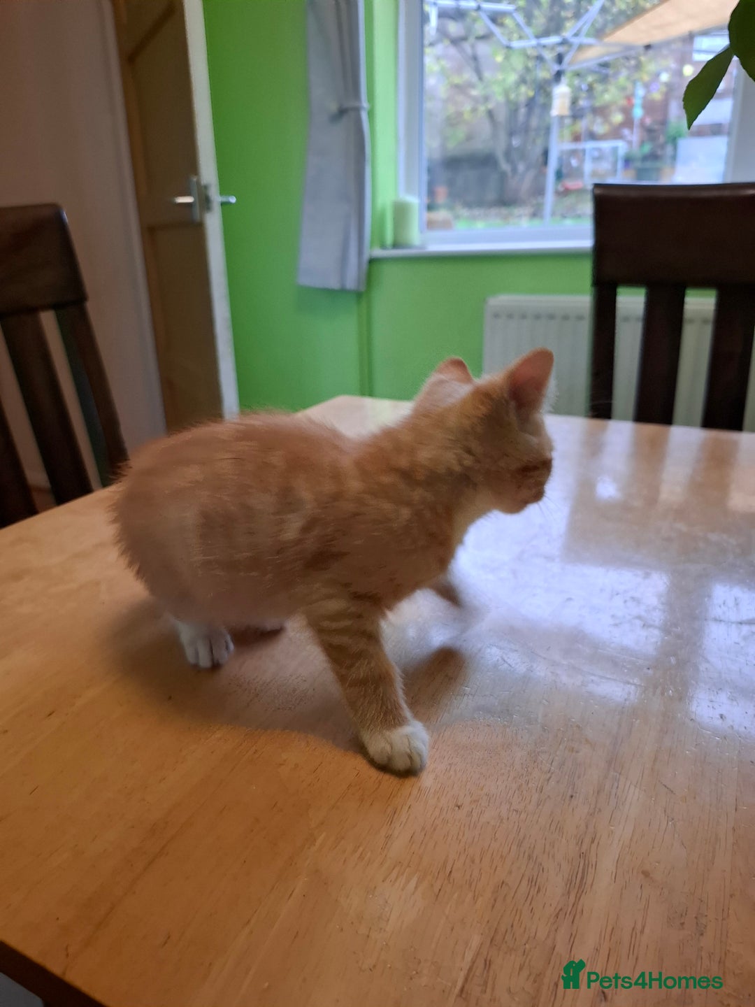 Mixed Breed cats for sale: 9 week old kittens available  - Image 25