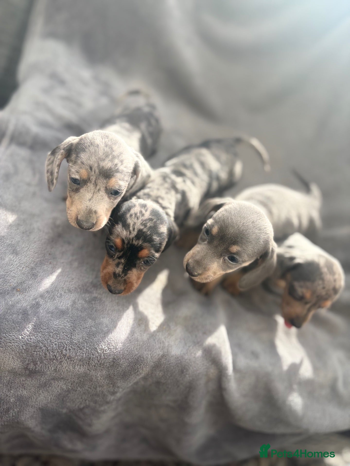 Miniature Dachshund dogs Beautiful dachshund puppies  - Advert 1