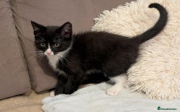 Maine Coon cats for sale: Beautiful half maine coon kitten - Image 11