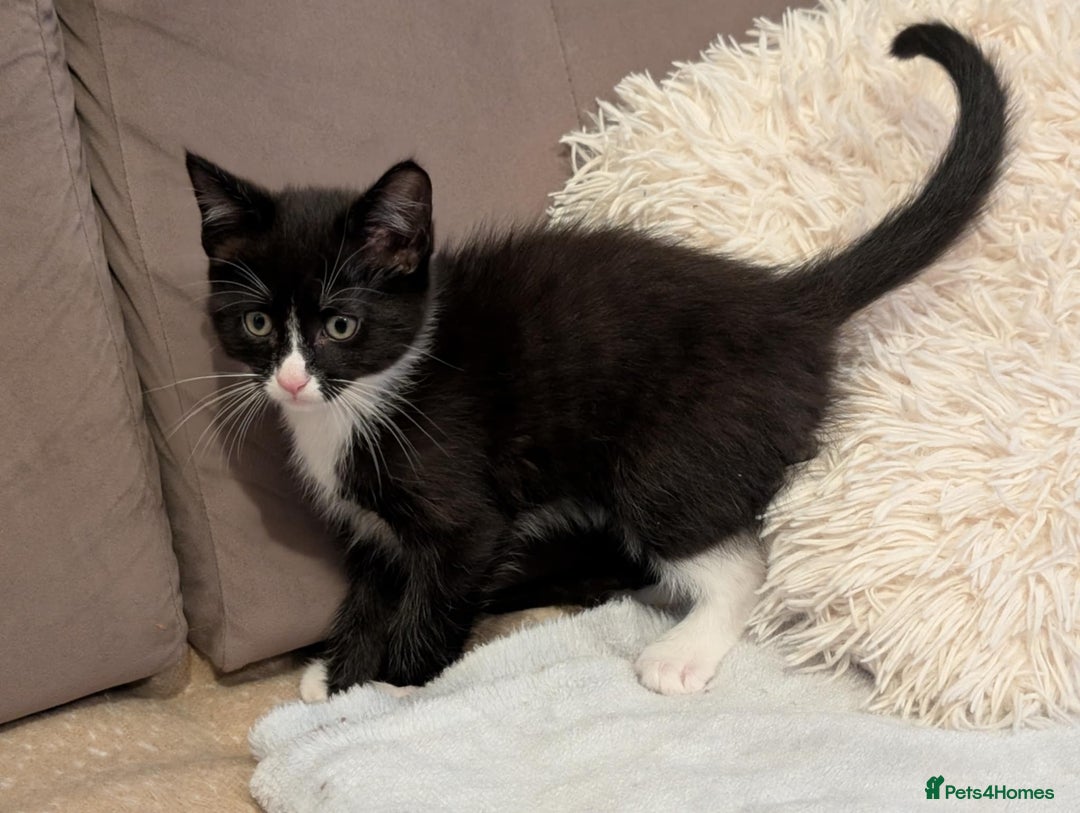 Maine Coon cats for sale: Beautiful half maine coon kitten - Image 11