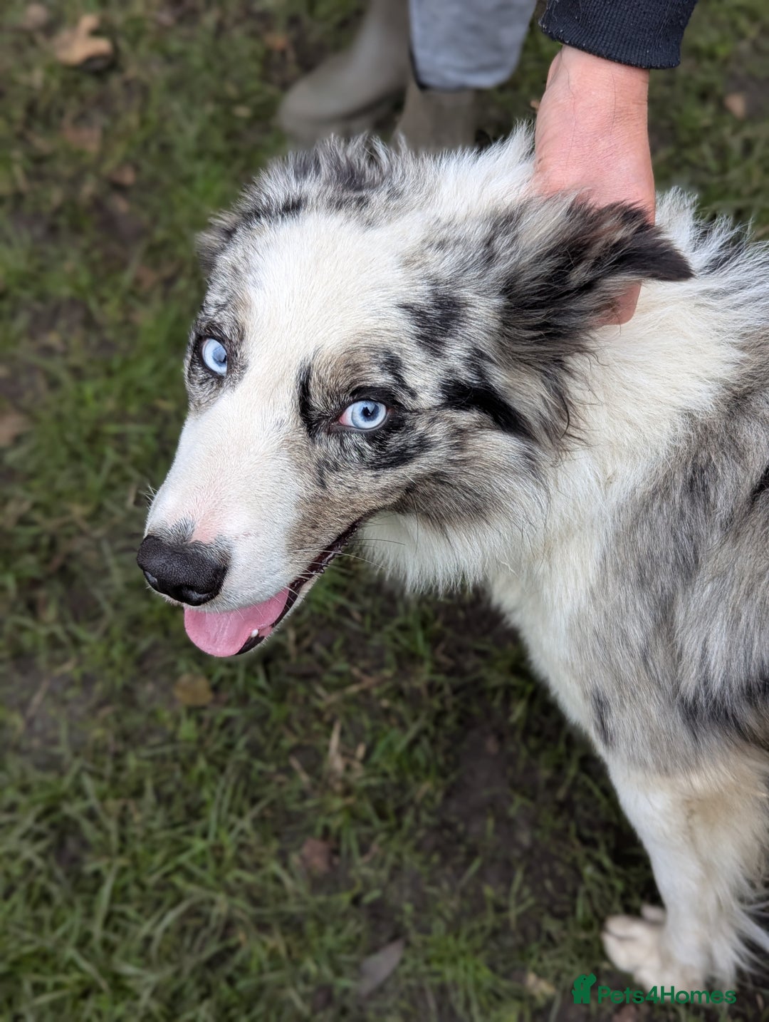 Border Collie dogs for sale: ISDS&KC REGISTERED BORDER COLLIE /MERLE PUPS  - Advert 15