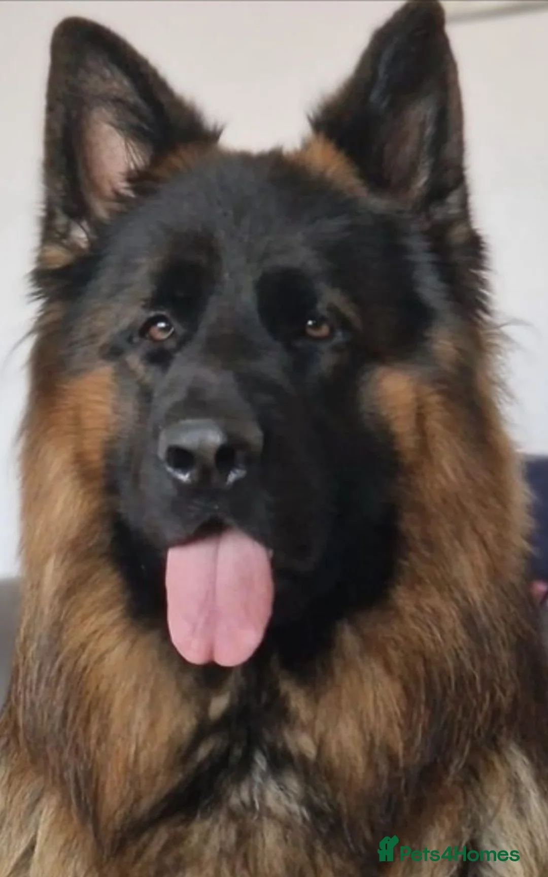 German Shepherd dogs for sale: Stunning Pedigree Female German Shepherd Puppy - Advert 11