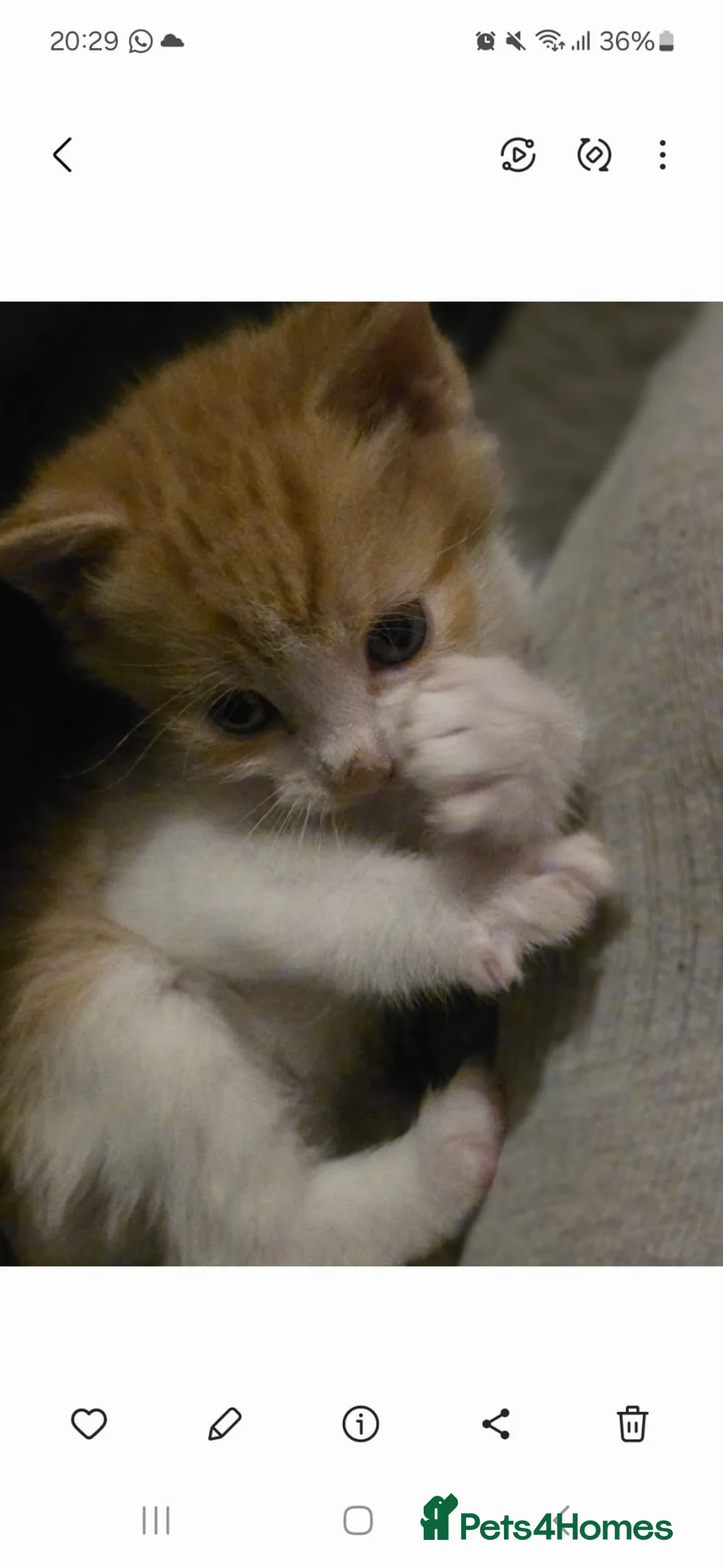 Mixed Breed cats for sale: Little ginger white boy 8 wks old - Advert 4