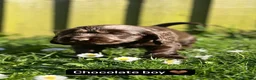Cocker Spaniel dogs for sale: KC Registered Show-Type Cocker Spaniel Puppies - Advert 4