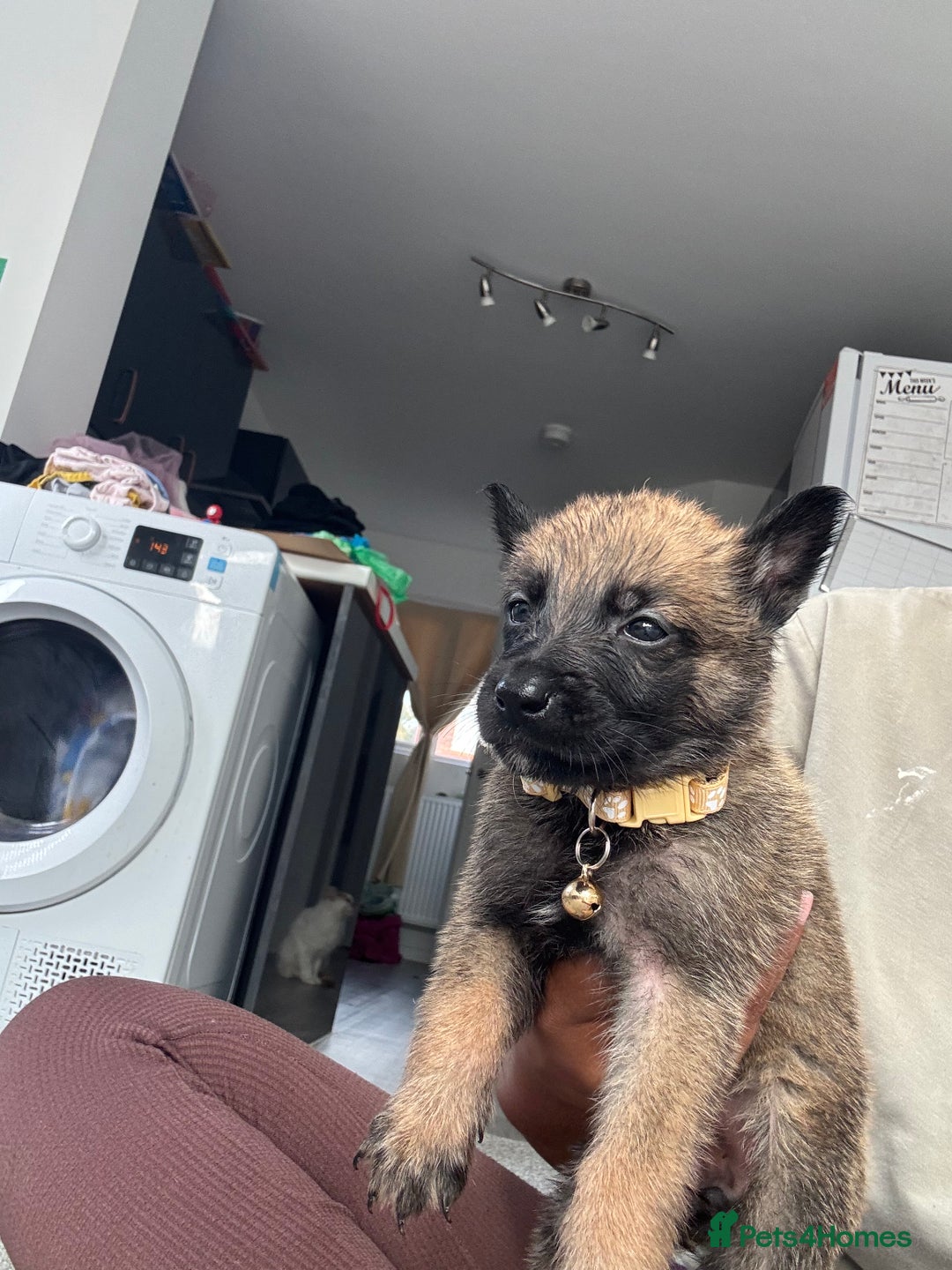 Mixed Breed dogs for sale: German Shepherd x Belgian Malinois - Image 12