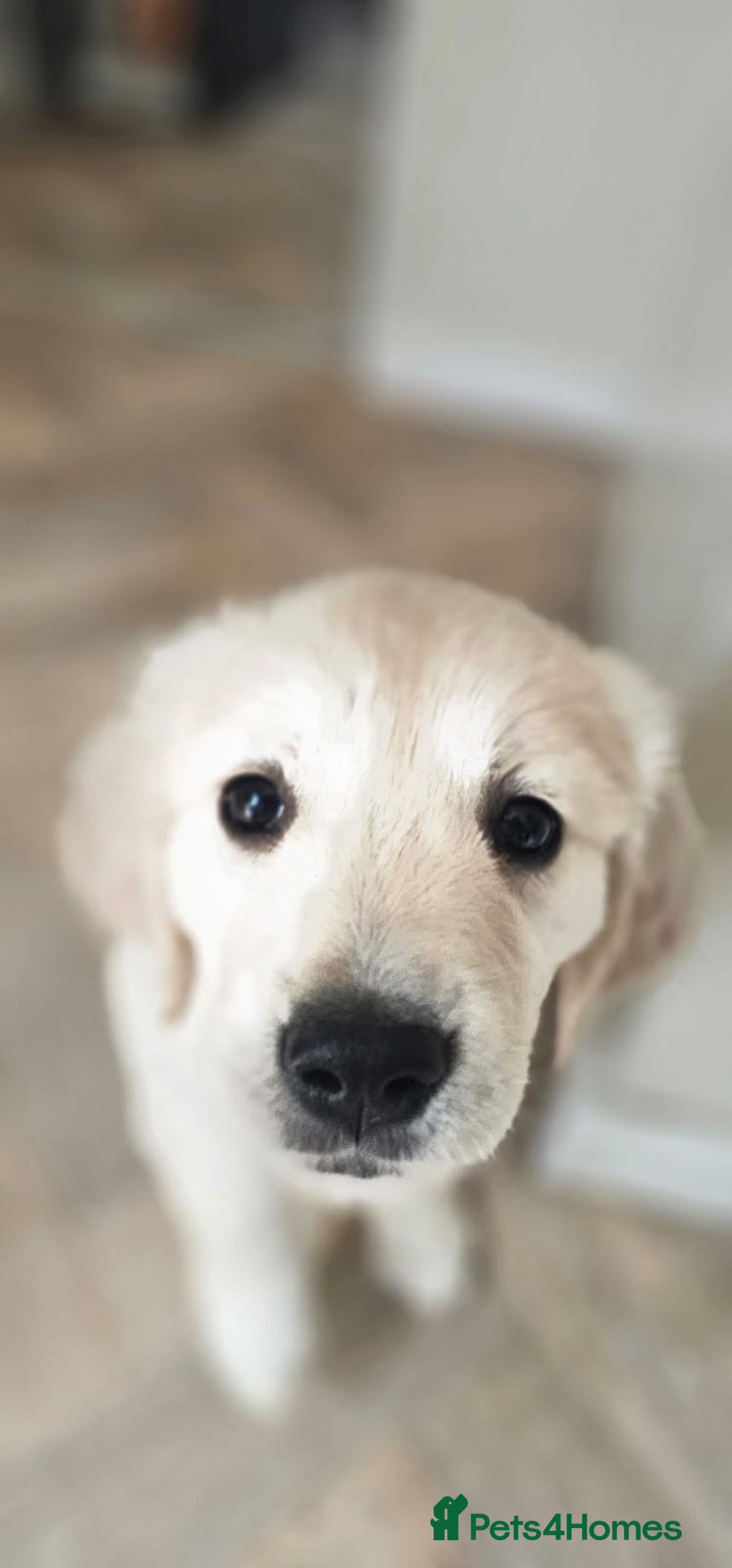 Golden Retriever dogs for sale: Beautiful 8-Month Female Golden Retriever Puppy 5⭐ - Advert 4