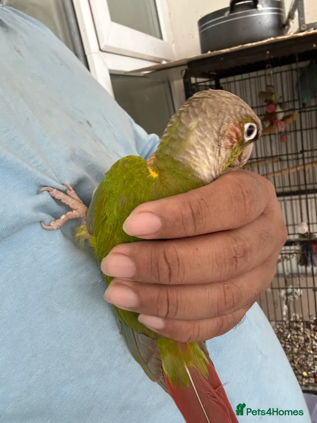 Ringnecks birds for sale: Yellow Ringneck and pineapple conure - Advert 4