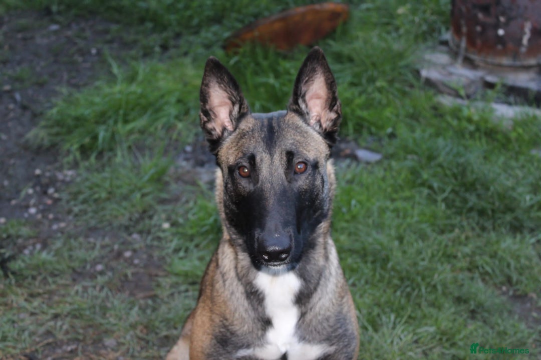 Belgian Shepherd Dog dogs for sale: Belgian malinois puppies for sale  - Image 13