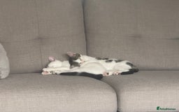 Domestic Shorthair cats for sale: * PLEASE READ* 2 kittens 6 months old  - Image 3