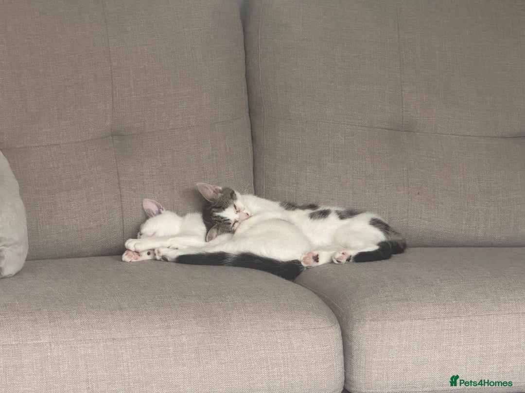 Domestic Shorthair cats for sale: * PLEASE READ* 2 kittens 6 months old  - Image 3