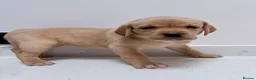 Labrador Retriever dogs for sale: Bitches available from litter of 7 - Advert 2