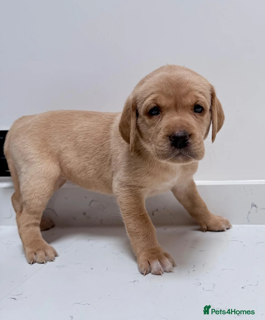 Labrador Retriever dogs for sale: Bitches available from litter of 7 - Advert 2