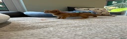 Abyssinian cats for sale: Pedigree Abyssinian kittens  - Advert 23