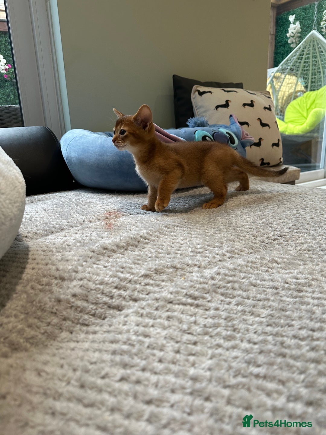 Abyssinian cats for sale: Pedigree Abyssinian kittens  - Advert 23