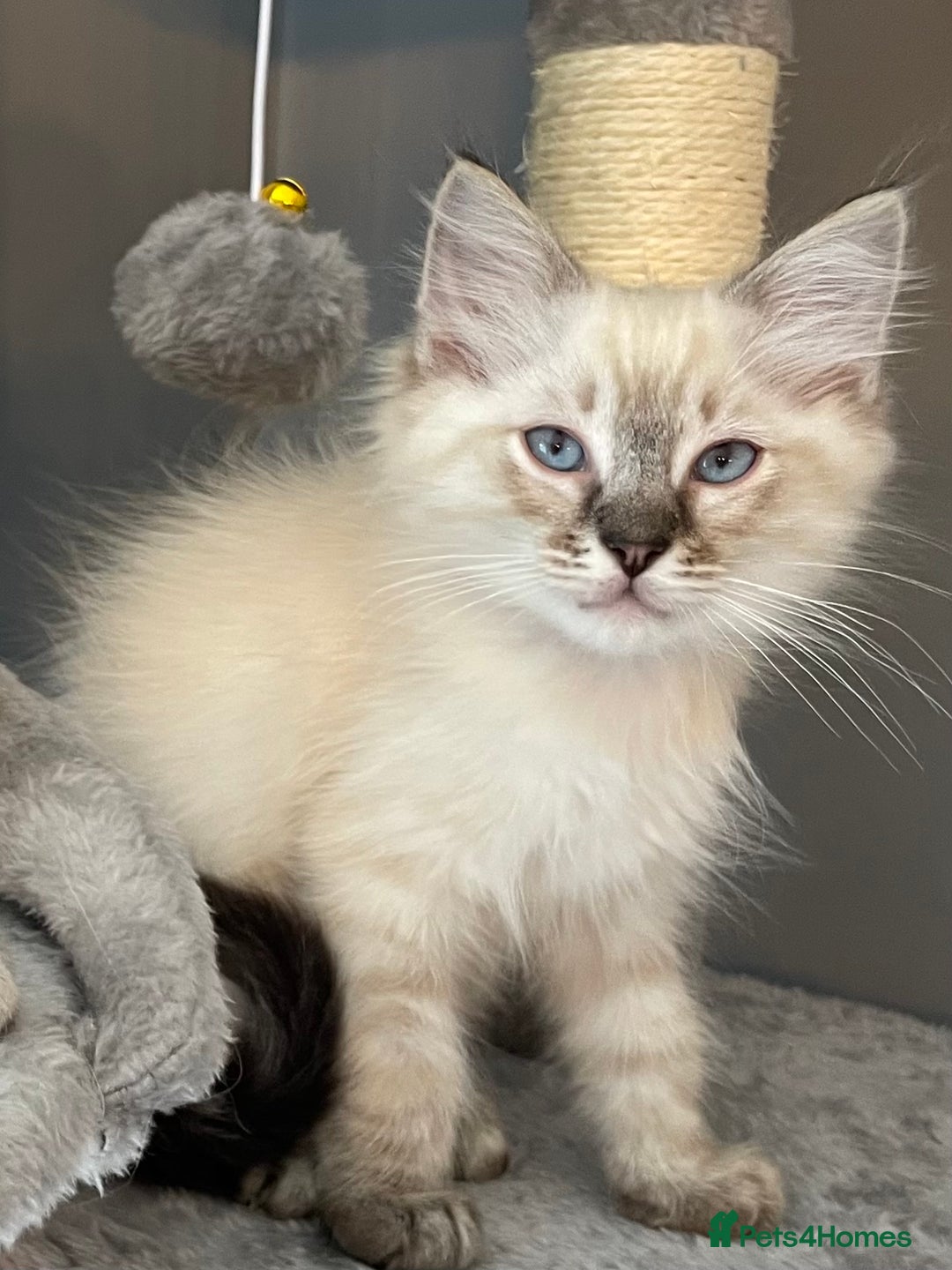Ragdoll cats for sale: Ragdoll Kittens one girl one boy READY NOW  - Image 9