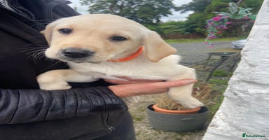 Labrador Retriever dogs - Advert 5