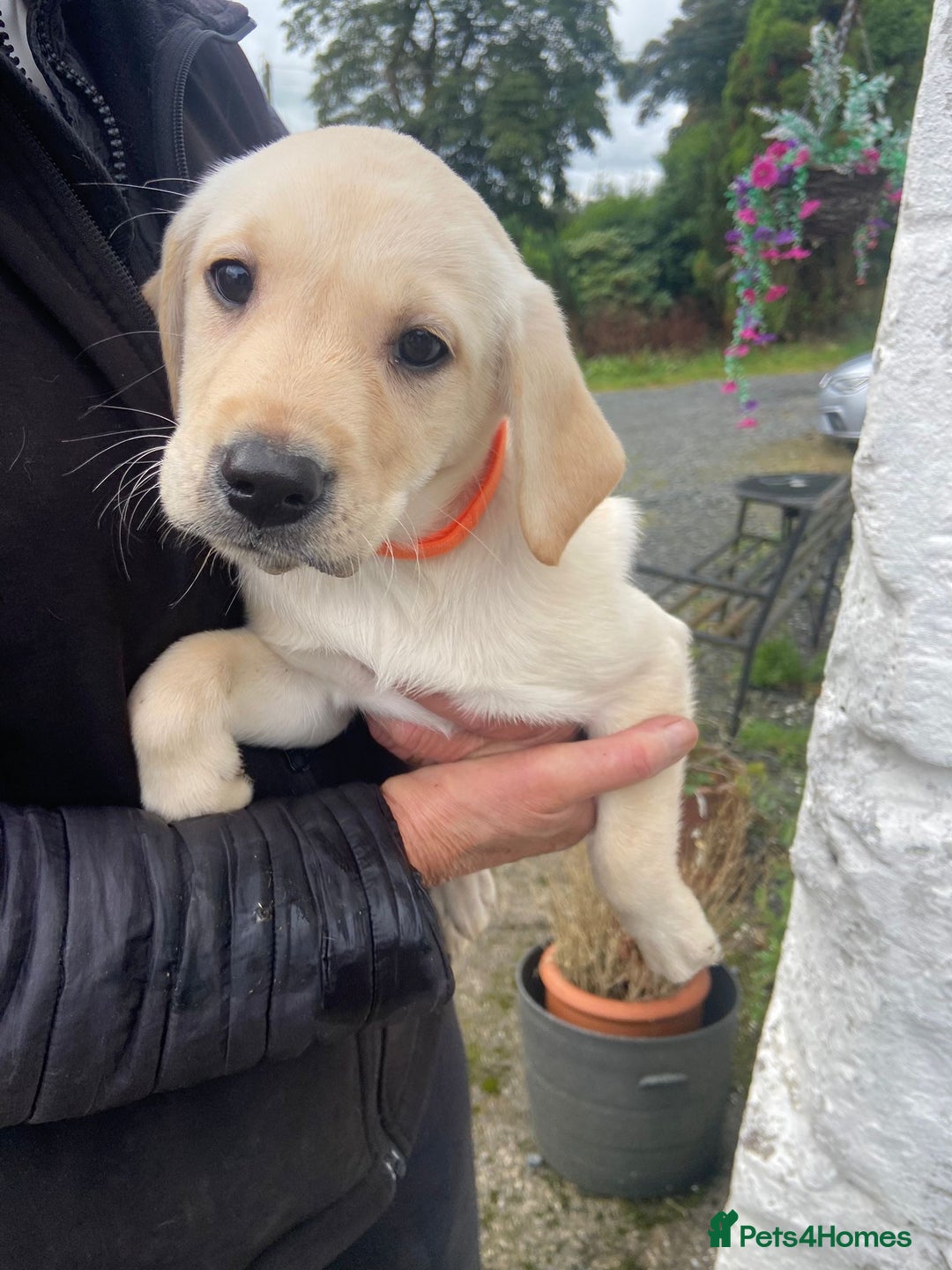 Labrador Retriever dogs for sale: KC Registered Yellow/Golden Labrador Puppies - Image 2