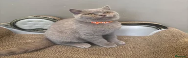British Shorthair Kitten 1