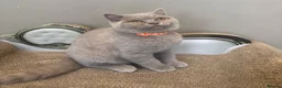 British Shorthair cats for sale: ONLY 2 LEFT Gorgeous BSH Kittens Leo&Zues - Advert 17