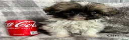 Shih Tzu dogs for sale: Tiny imperial Shih Tzu puppies  - Advert 8