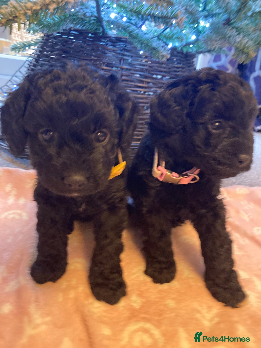 Cavapoo dogs for sale: F1b cavapoo puppies - Advert 3