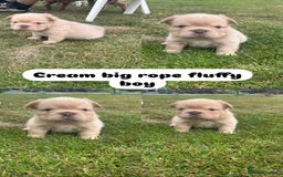 French Bulldog dogs for sale: 7 fluffy French Bulldogs puppies - Image 2