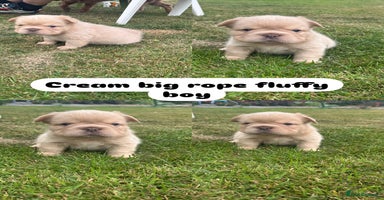 French Bulldog dogs - Advert 14