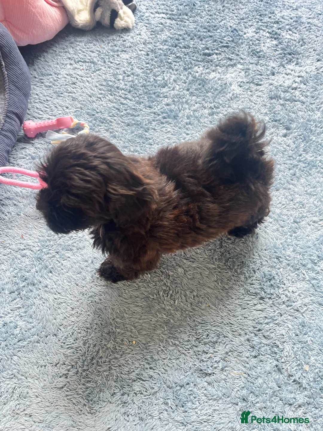 Shihpoo dogs for sale: Imperial Shihpoo Female Puppy in Eye - Advert 4