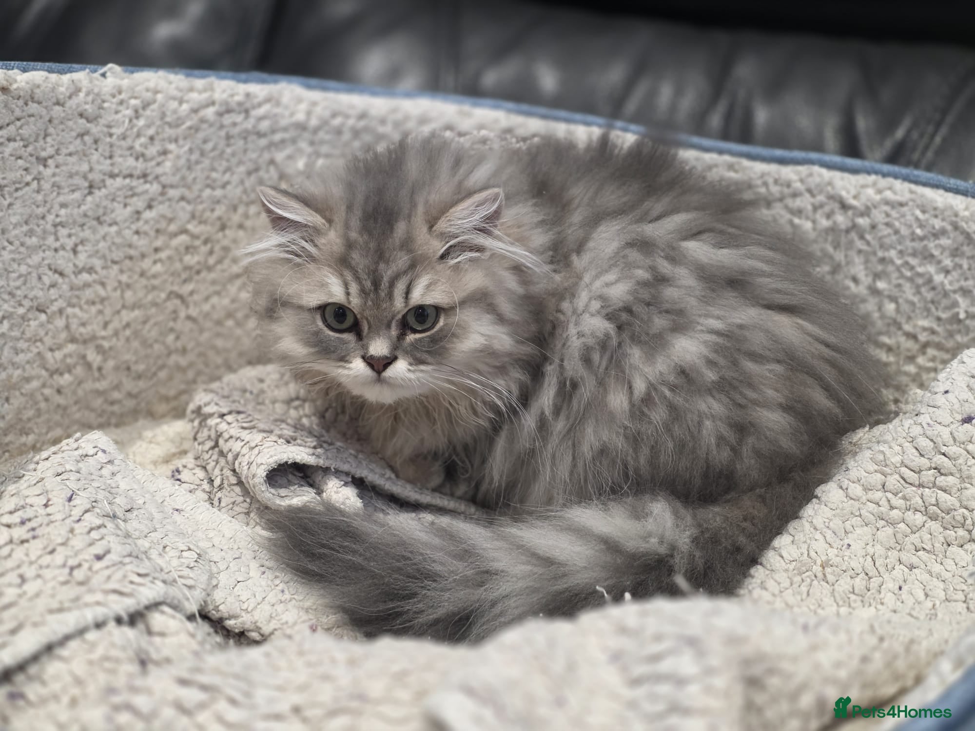 British Longhair cats GCCF Registered British Longhaired Kittens  - Advert 2