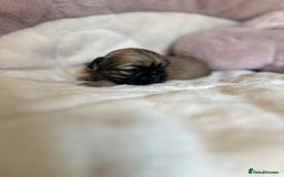 Shih Tzu dogs for sale: Beautiful shihtzu puppies - Image 7