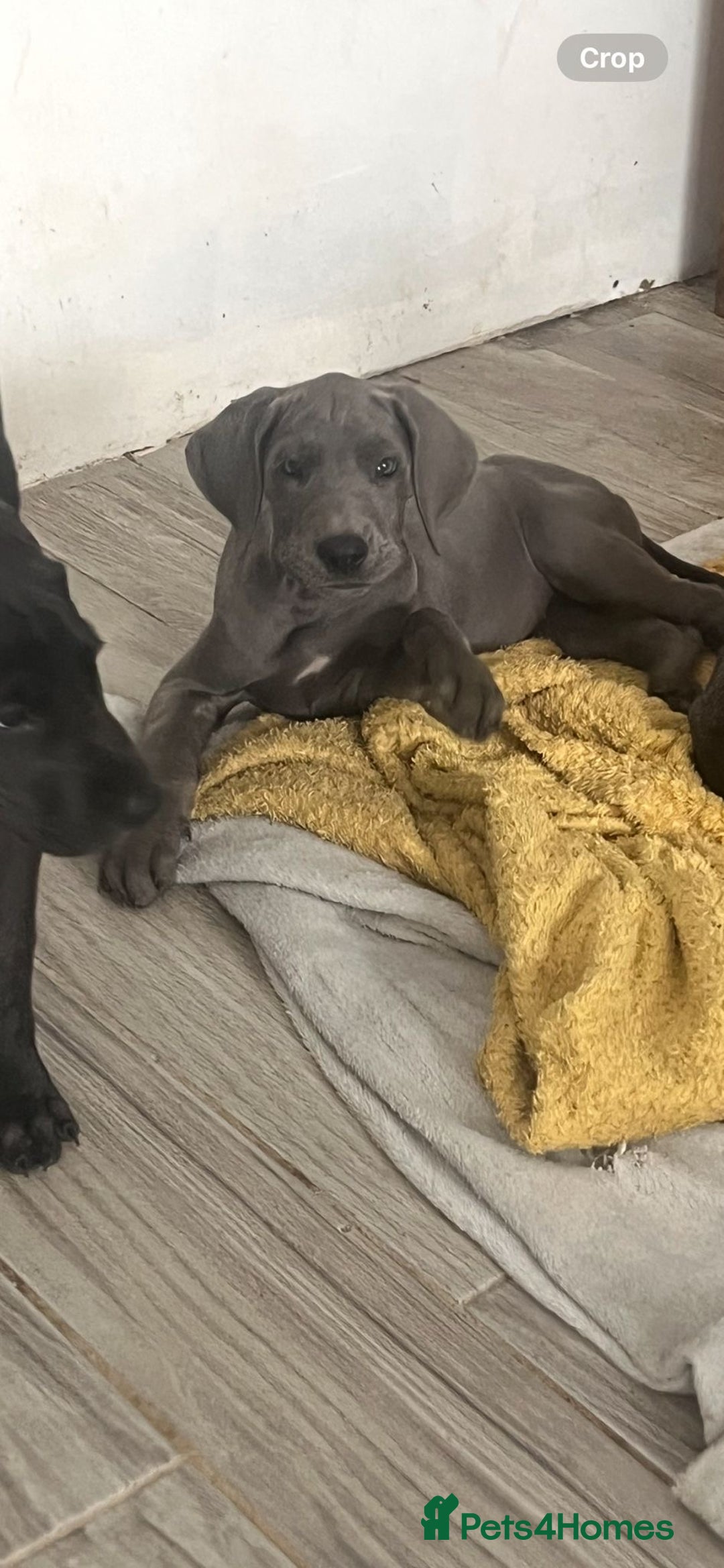 Great Dane dogs for sale: 7 left -12 beautiful Great Dane puppies black/blue - Image 8