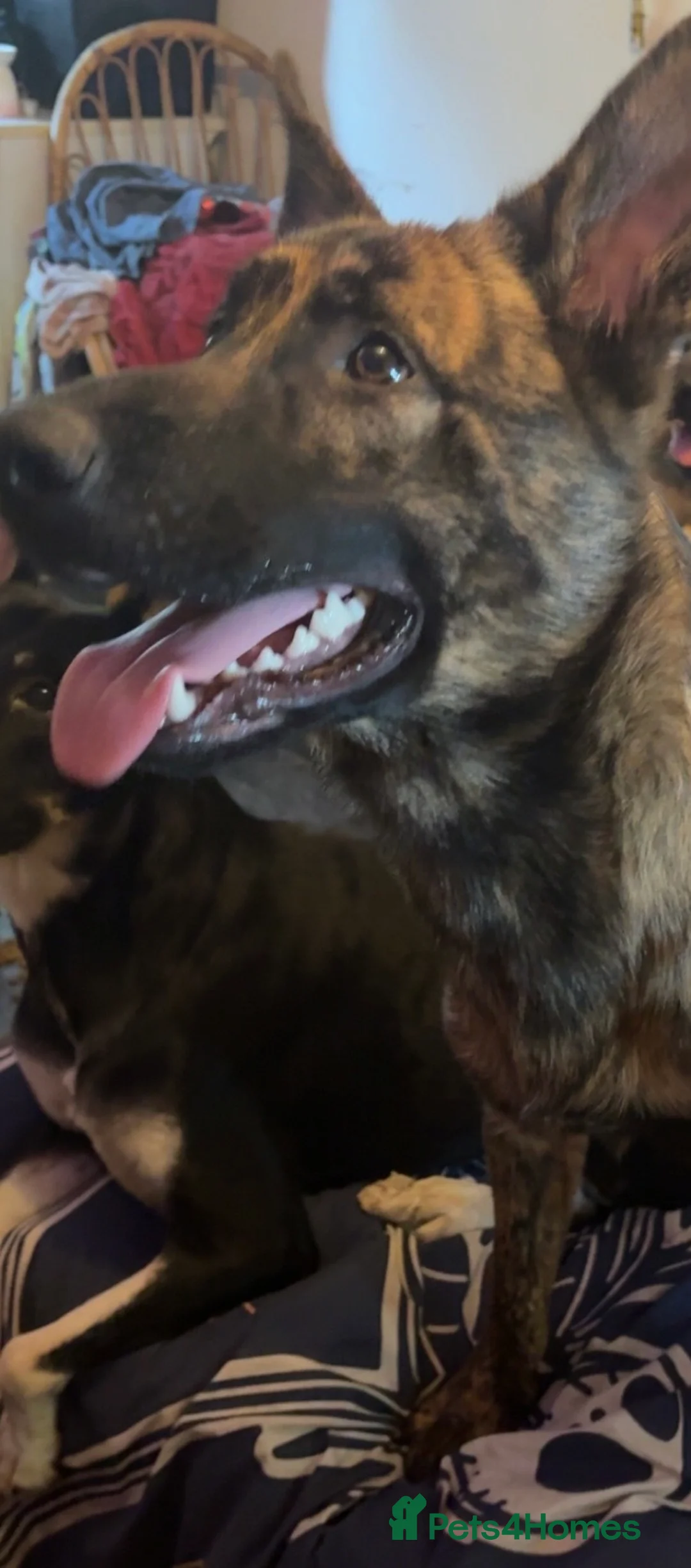 Mixed Breed dogs for sale: German Shepherd mix - Advert 3