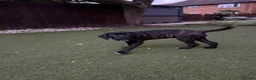 Cane Corso dogs for sale: Cane corso puppies - Advert 3