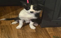 Border Collie dogs for sale: Beautiful border collie female  - Image 3