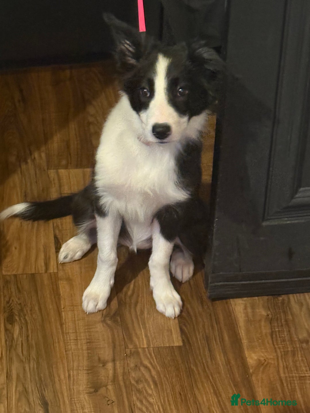 Border Collie dogs for sale: Beautiful border collie female  - Image 3