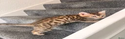 Mixed Breed cats for sale: BENGAL X DSH X BSH ADORABLE FLUFFY KITTEN - Advert 14