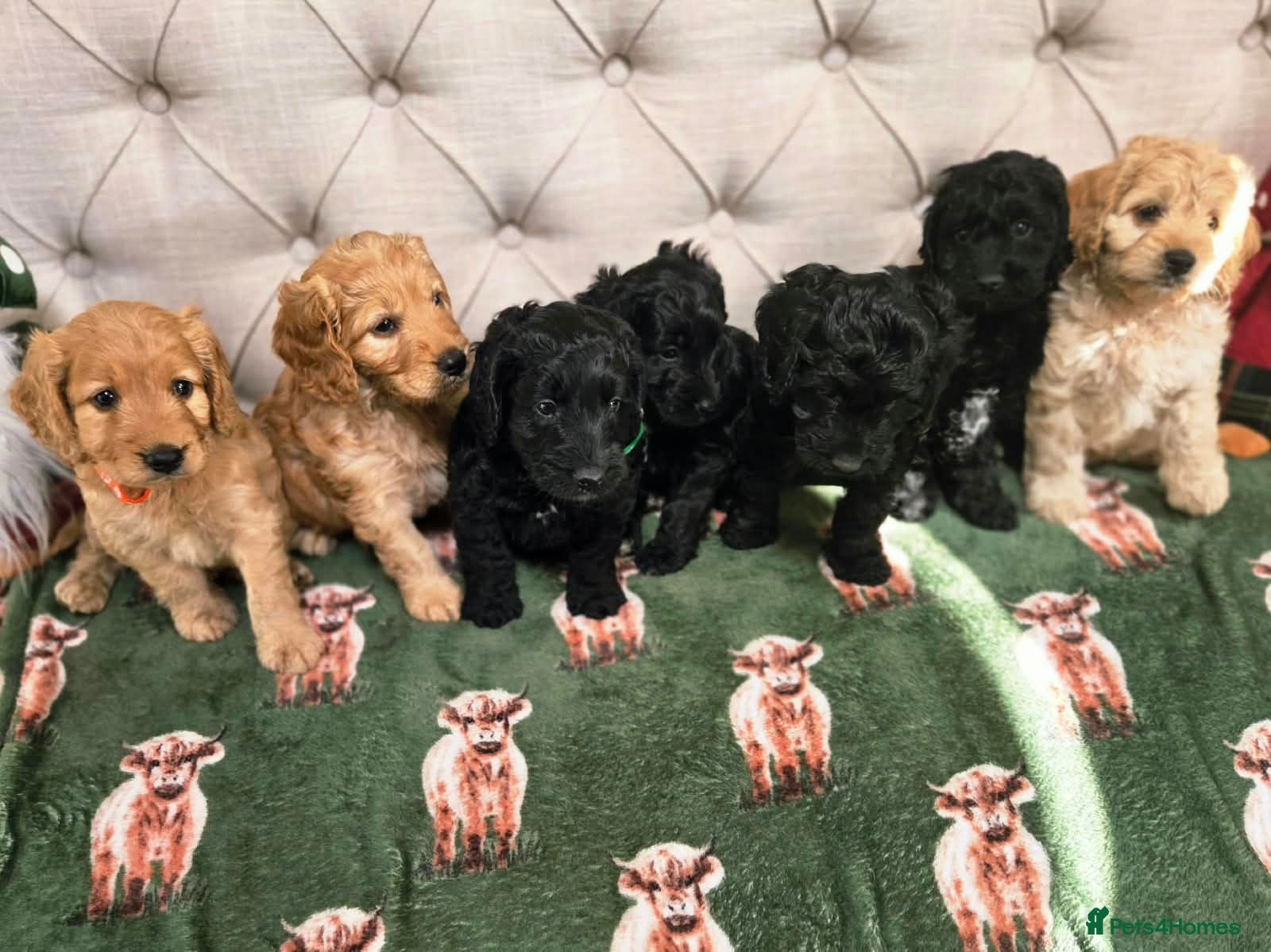 Cockapoo dogs F1 Cockapoos hereditary clear - Advert 1