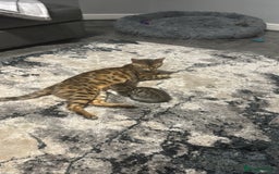 Bengal cats for sale: Stunning bengal/ragdoll kittens  - Image 18