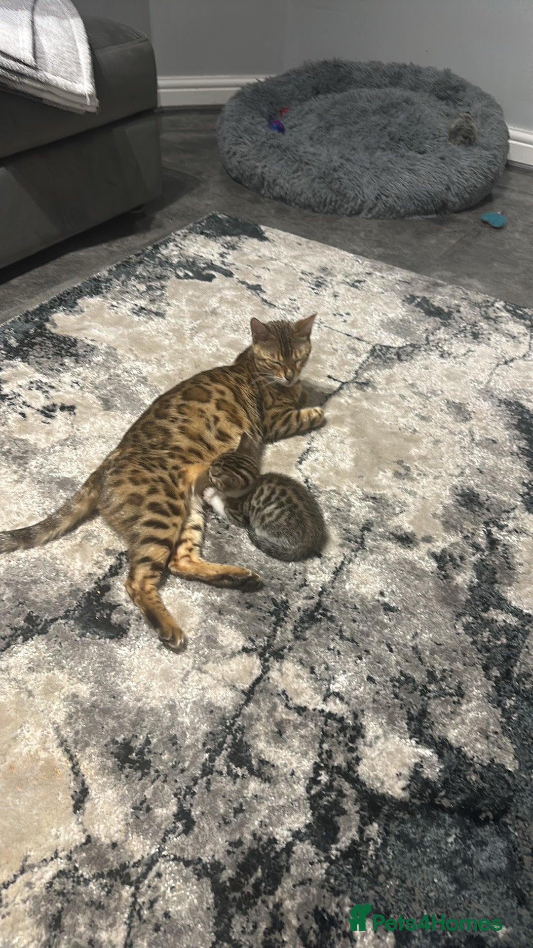 Bengal cats for sale: Stunning bengal/ragdoll kittens  - Image 18