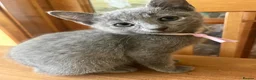 Russian Blue cats for sale: TICA REGISTERED Pure Breed Russian Blue Kittens - Advert 16