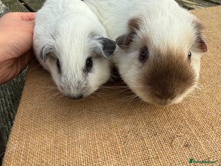 Guinea Pig rodents Pure bred California & Swiss guineapigs - Advert 20