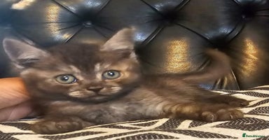 Scottish Fold cats - Advert 2