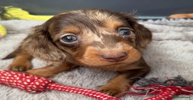 Miniature Dachshund dogs - Advert 13