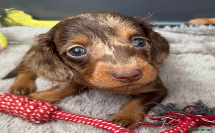 Miniature Dachshund dogs - Advert 5